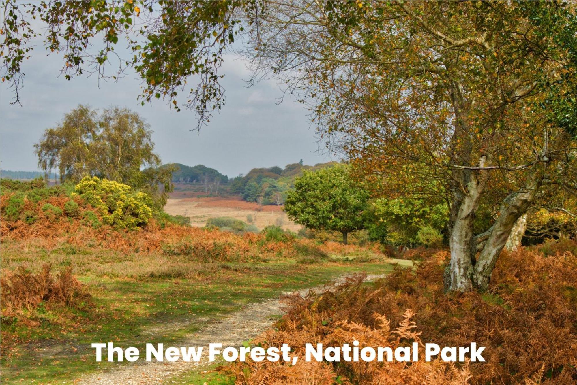 Cosy Retreat Near New Forest Ellingham  Bagian luar foto
